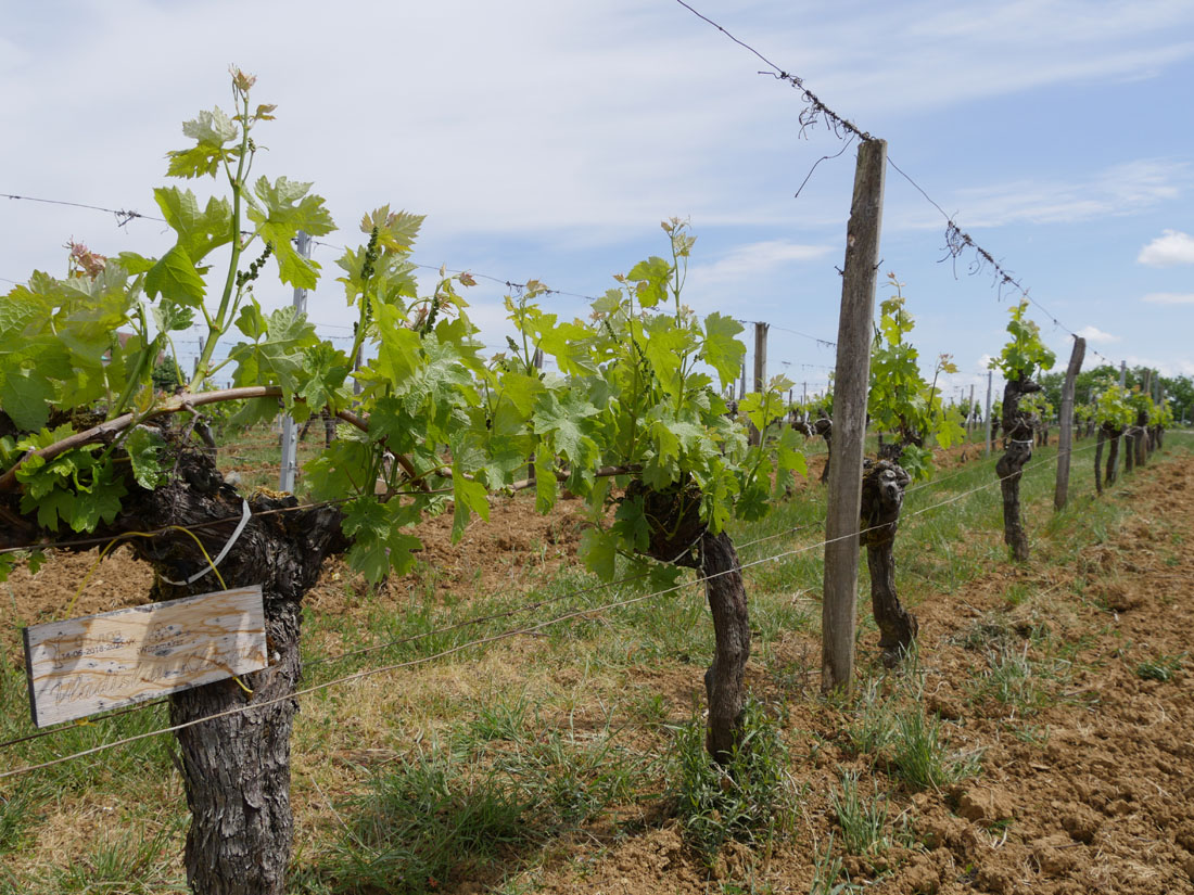 Виноградник на урожай